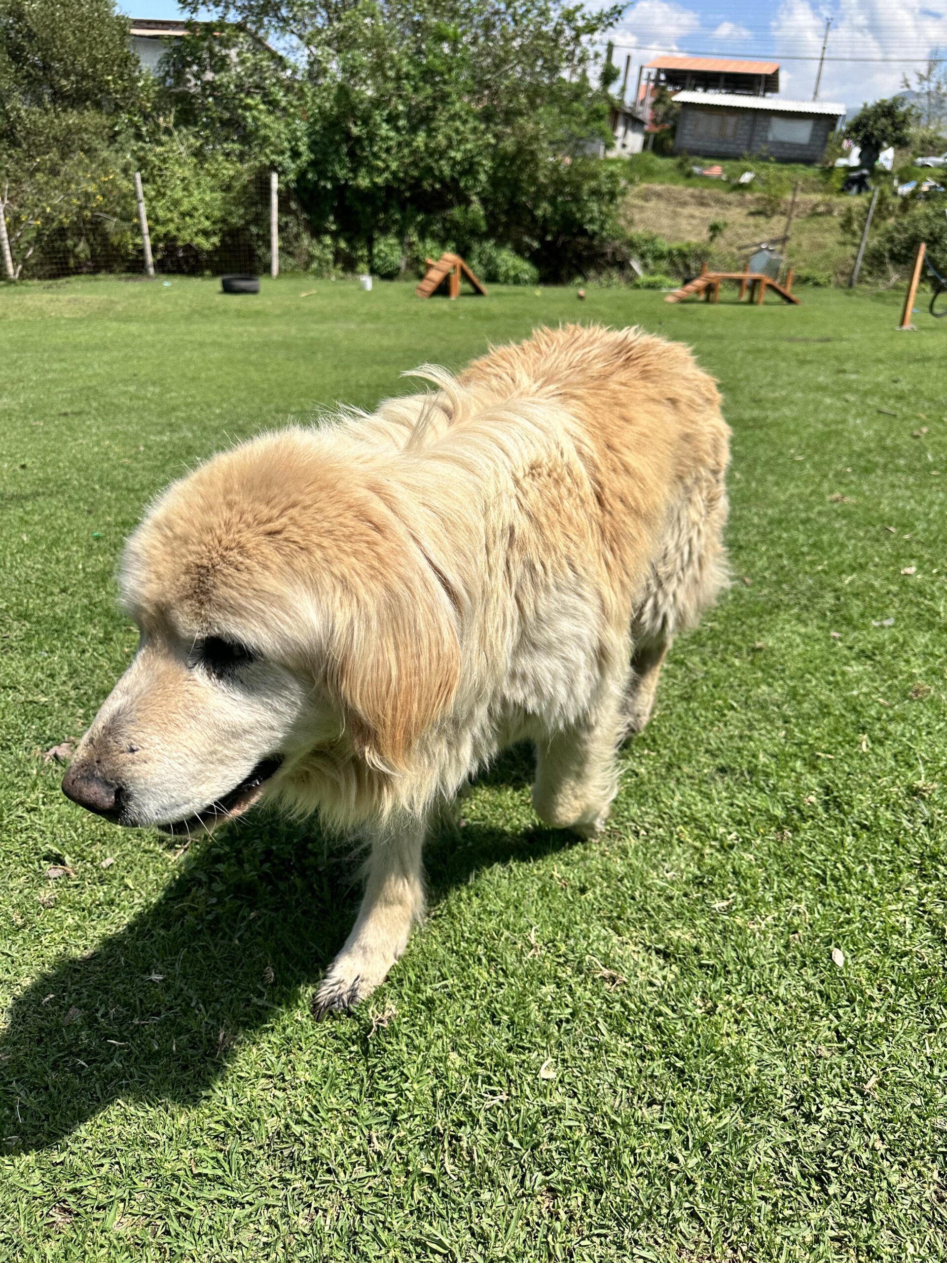 ¿Por qué adoptar un perrito adulto?