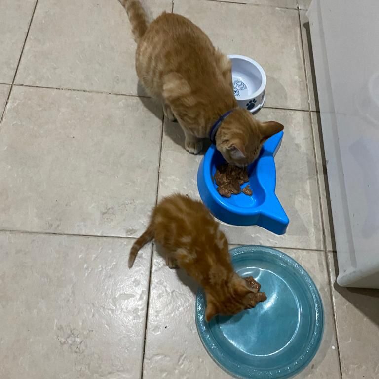 adoptados 5